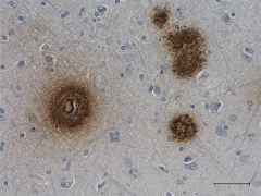 Purified anti-&beta;-Amyloid, x-42 Antibody (Previously Covance catalog# SIG-39169)