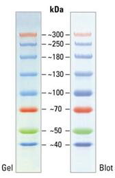 预染彩虹蛋白marker (40-300 KD)