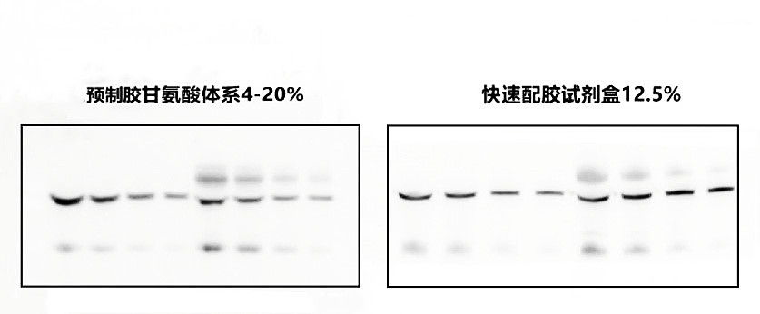 MeilunGel蛋白预制胶（4-20%）,10 wells,Tris-Gly,1.0mm