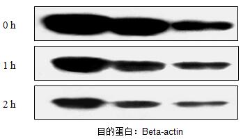 飞克特超敏ECL发光液