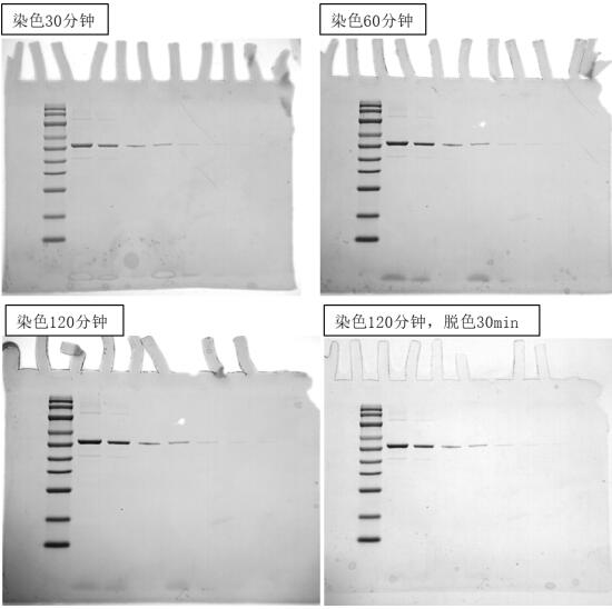 超快速凝胶蛋白染色液