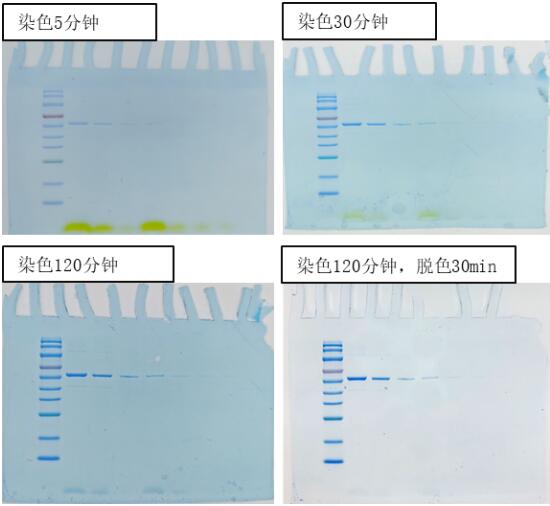 超快速凝胶蛋白染色液
