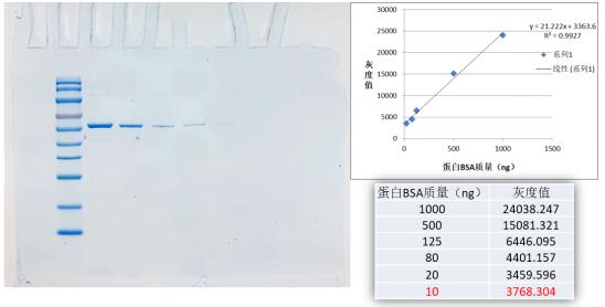 超快速凝胶蛋白染色液