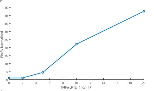 萤火虫萤光素酶报告基因检测试剂盒