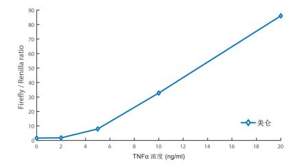 双萤光素酶报告基因检测试剂盒