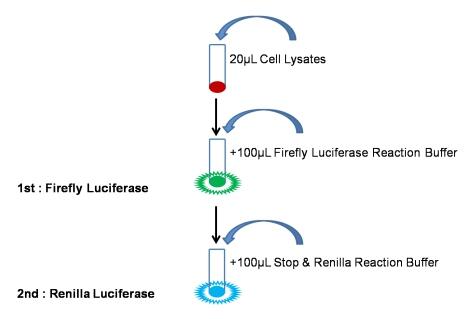 双萤光素酶报告基因检测试剂盒