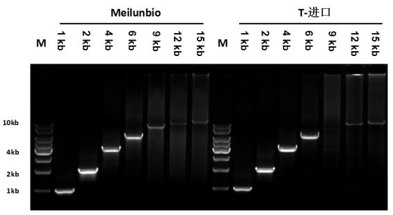 Taq Plus DNA Polymerase