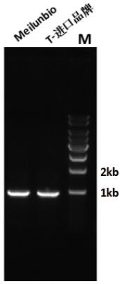 Taq Plus DNA Polymerase