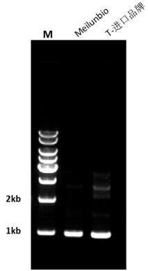 Taq Plus DNA Polymerase