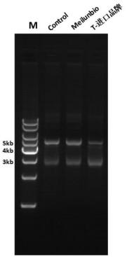 Taq Plus DNA Polymerase