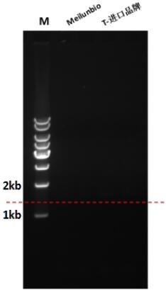 Taq Plus DNA Polymerase