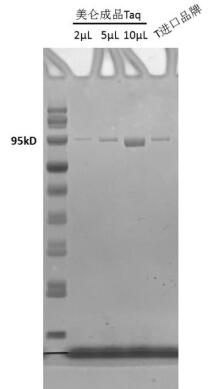 Taq DNA Polymerase (Mg2+ plus Buffer)