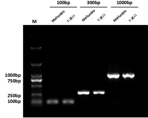 Taq DNA Polymerase (Mg2+ plus Buffer)