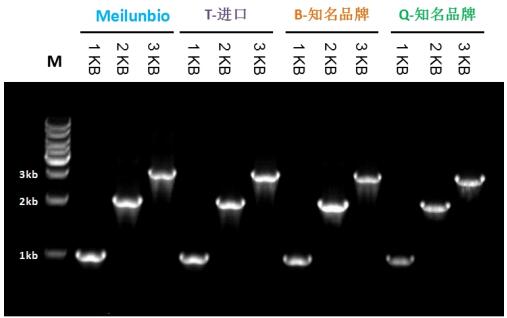 Taq DNA Polymerase (Mg2+ plus Buffer)