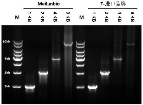 Taq DNA Polymerase (Mg2+ plus Buffer)