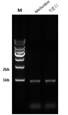 Taq DNA Polymerase (Mg2+ plus Buffer)