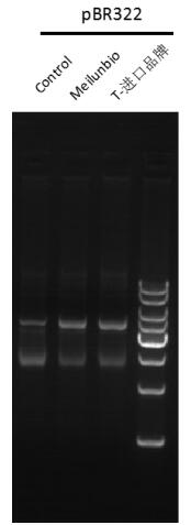 Taq DNA Polymerase (Mg2+ plus Buffer)