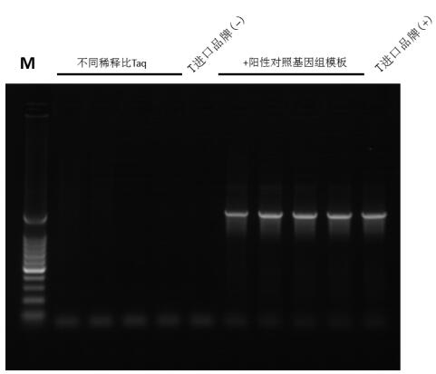 Taq DNA Polymerase (Mg2+ plus Buffer)