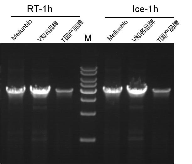 Quick Extend Hi-Fi DNA Polymerase 快速延伸高保真DNA聚合酶