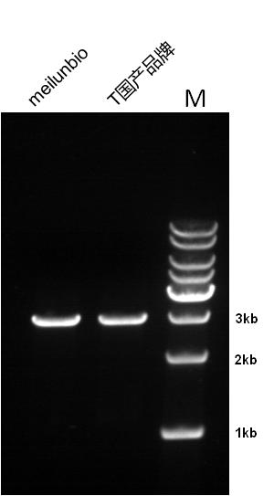 Quick Extend Hi-Fi DNA Polymerase 快速延伸高保真DNA聚合酶