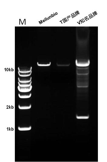 Quick Extend Hi-Fi DNA Polymerase 快速延伸高保真DNA聚合酶