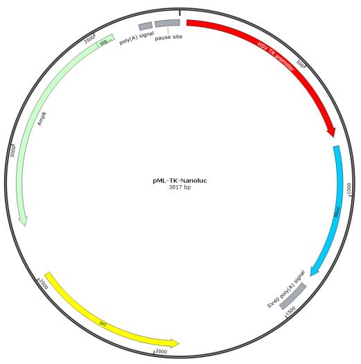 pML-TK-Nanoluc报告基因质粒