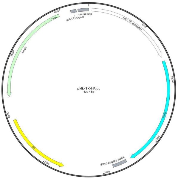 pML-TK-hRluc报告基因质粒