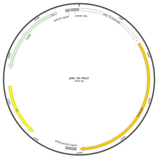 pML-TK-Fluc2报告基因质粒