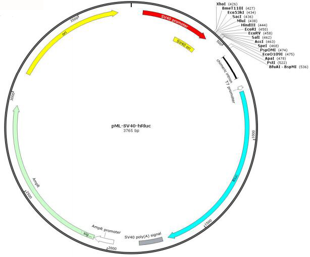 pML-SV40-hRluc报告基因质粒