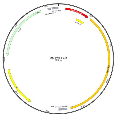 pML-SV40-Fluc2报告基因质粒
