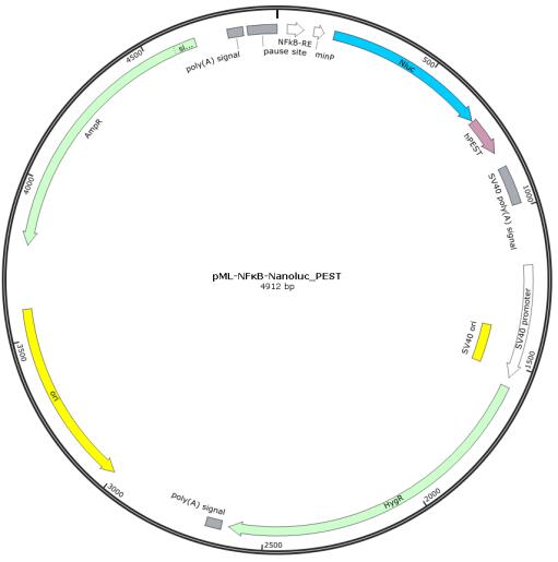 pML-NFκB-Nanoluc_PEST报告基因质粒