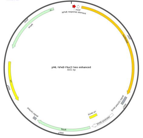 pML-NFκB-Fluc2-Neo enhanced报告基因质粒