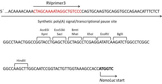 pML-Nanoluc_PEST basic报告基因质粒