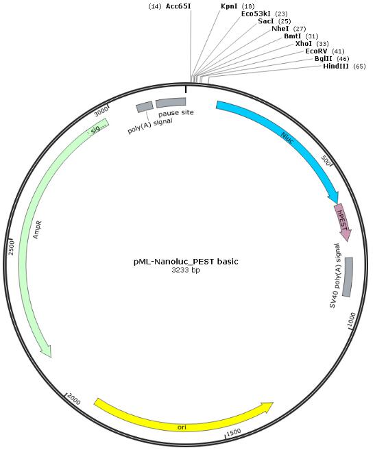 pML-Nanoluc_PEST basic报告基因质粒