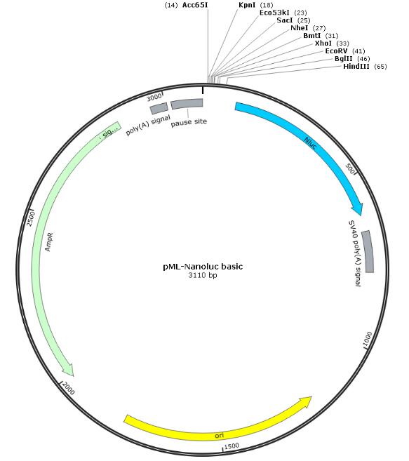 pML-Nanoluc basic报告基因质粒