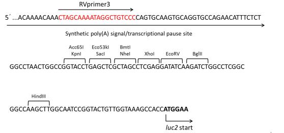 pML-Fluc2-Neo basic报告基因质粒