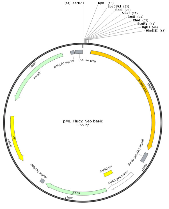 pML-Fluc2-Neo basic报告基因质粒
