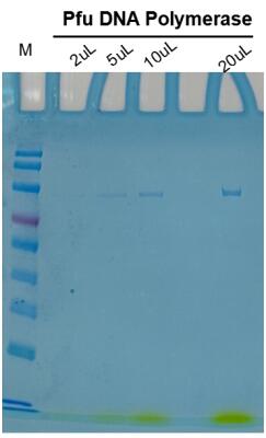 Pfu DNA Polymerase (Mg2+ plus Buffer)