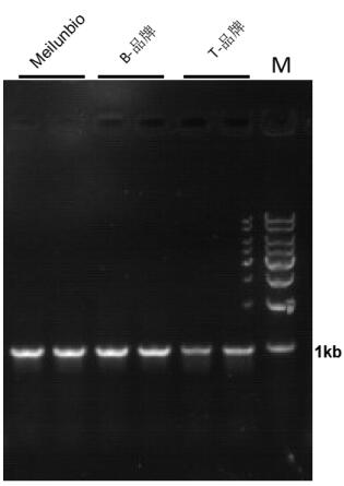 Pfu DNA Polymerase (Mg2+ plus Buffer)