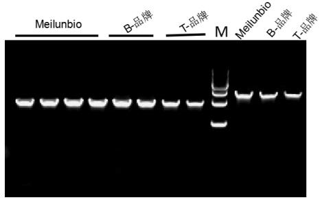 Pfu DNA Polymerase (Mg2+ plus Buffer)