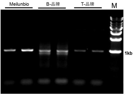 Pfu DNA Polymerase (Mg2+ plus Buffer)