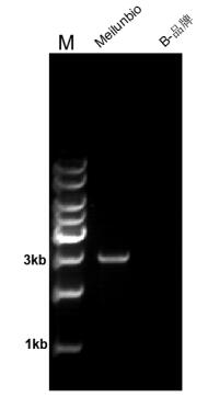 Pfu DNA Polymerase (Mg2+ plus Buffer)