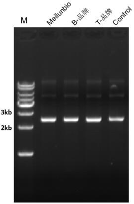 Pfu DNA Polymerase (Mg2+ plus Buffer)