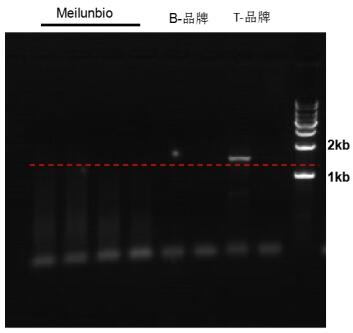 Pfu DNA Polymerase (Mg2+ plus Buffer)