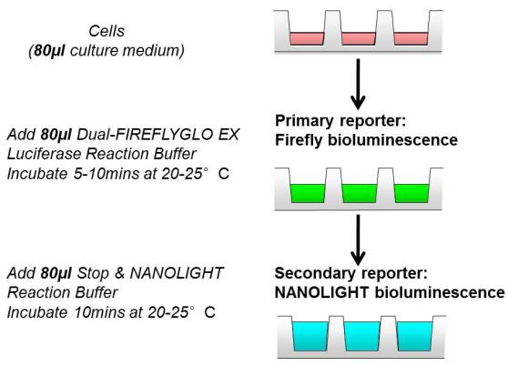 NANO&FIREFLYGLO双萤光素酶报告基因检测试剂盒