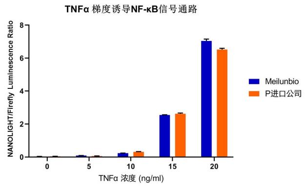 NANO&FIREFLYGLO双萤光素酶报告基因检测试剂盒