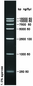 D15000 DNA ladder Marker(250～15000bp)