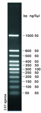 50bp plus DNA ladder marker(50～1000bp)