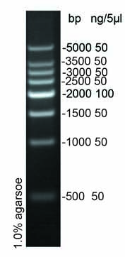 500bp DNA Ladder Marker(500～5000bp)