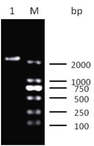 50 ×TAE Buffer(DNA电泳专用)